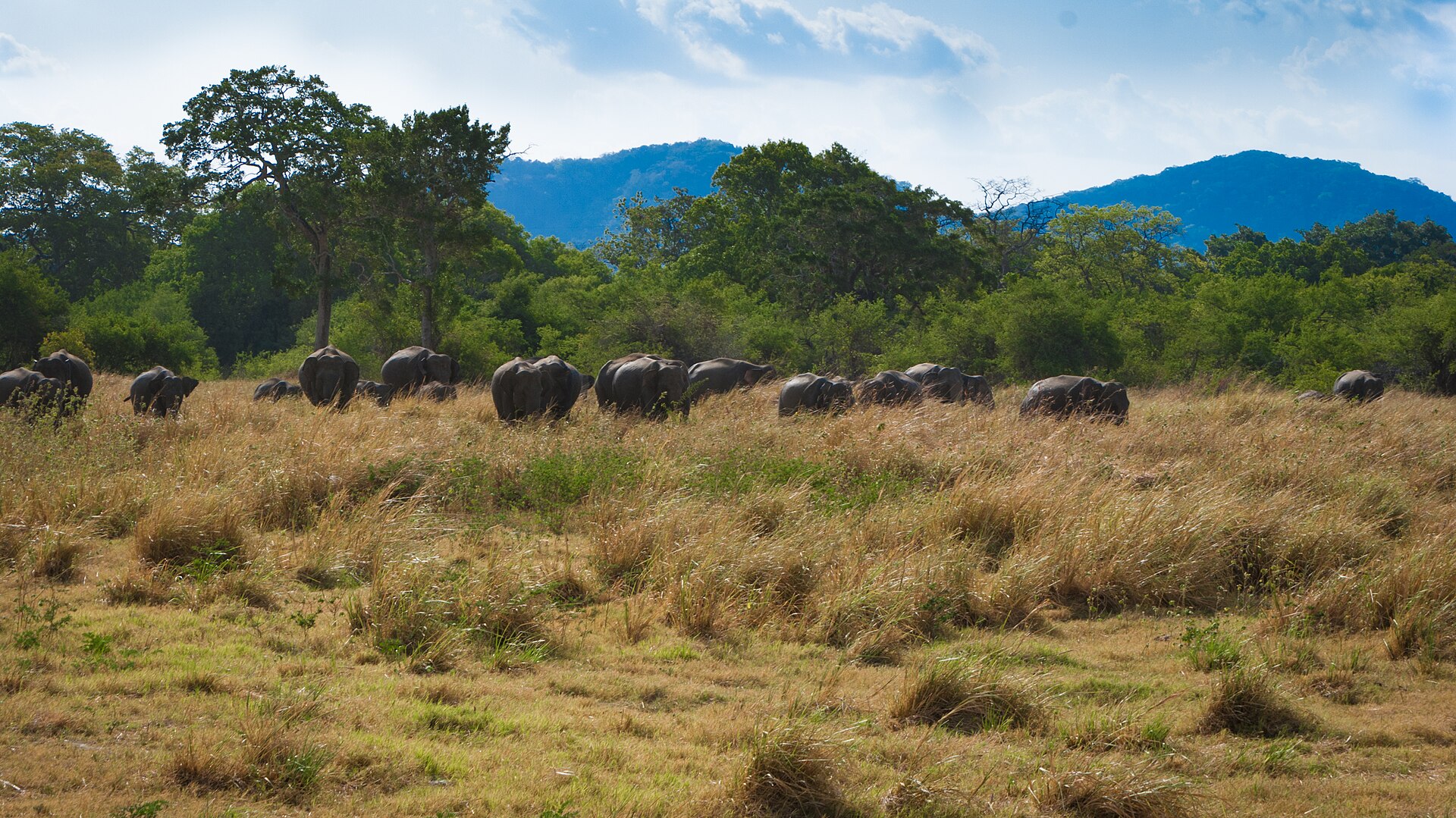 Wildlife safari landscape