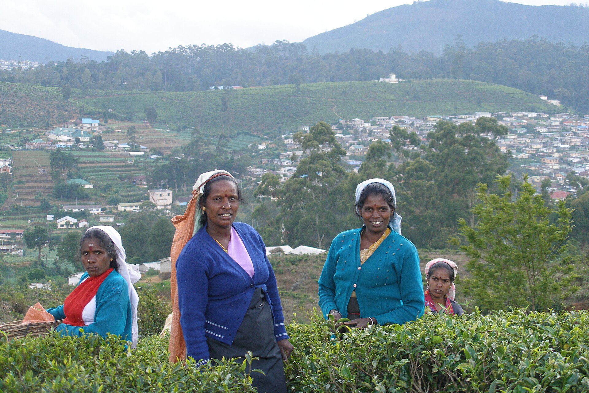 Misty tea hills of Sri Lanka's hill country